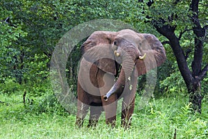Elephant making a stance