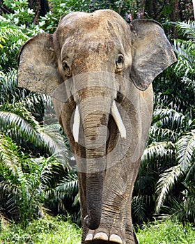Elephant male borneo