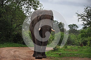  African Elephant large  male Tusker  in Zmbabwe  photo