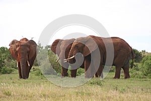 Elephant males