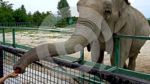 Elephant mammal wildlife, trunk herbivore portrait botswana, loxodonta ear. Endangered symbol dangerous, juvenile