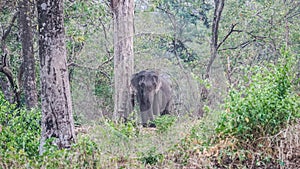 An Elephant in Manas Wildlife Sanctuary photo