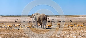 Elephant and many ostrichs and gazelles at a waterhole in Etosha, Namibia photo