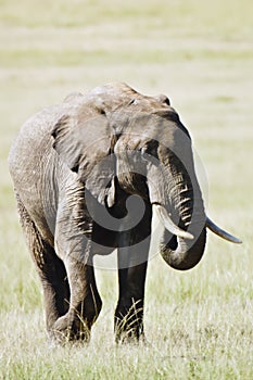 Elephant in Masai Mara