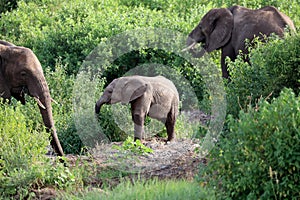 Elephant in masai mara