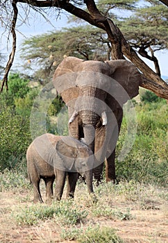 Elephant in masai mara