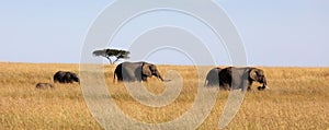 Elephant in masai mara
