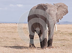 Un elefante sobre el 