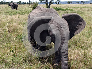 Elephant in the Masai Mara