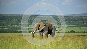 Elephant in the Masai Mara