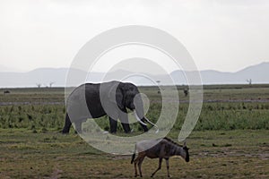 Elephant with massive tusks eating grass in the Amboseli National Park in Kenya under a bright sky