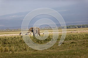 Elephant with massive tusks eating grass in the Amboseli National Park in Kenya with zebras around