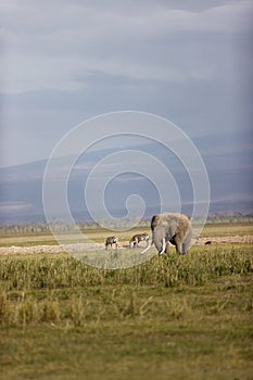 Elephant with massive tusks eating grass in the Amboseli National Park in Kenya with zebras around