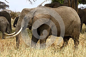 Elephant Matriarch