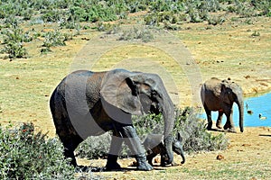 Elephant Matriarch and New Born Calf