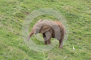 Elephant in the meadow, followed by a bird