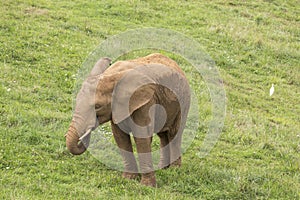 Elephant in the meadow, followed by a bird