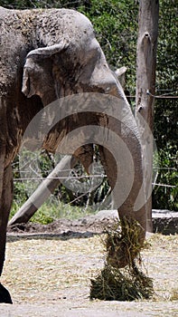 Elephant with moisture in his head