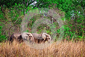 Elephant in Mole National Park, Ghana