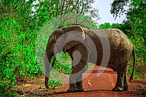 Elephant in Mole National Park, Ghana