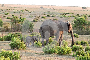 Elephant mom and her calf in the african savannah.