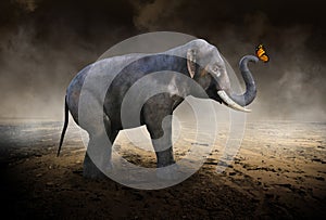 Elephant, Monarch Butterfly, Desert