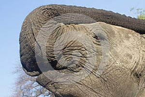 Elephant, Mosi-oa-Tunya National Park, Zambia