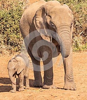 Elephant mother with baby.