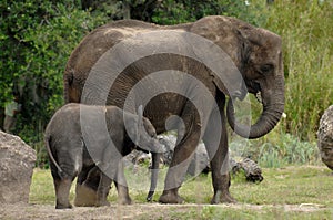 Elephant mother and baby 2
