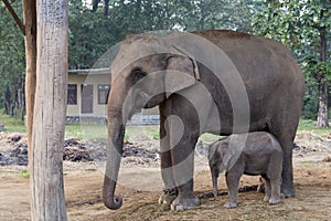 Elephant mother and baby in Chitwan National Park, Nepal