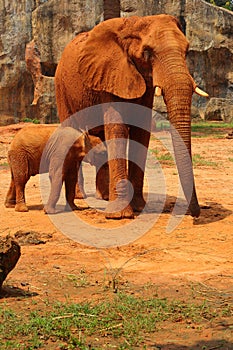 Elephant. Mother with Baby Elephants Walking Outdoors.