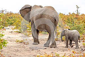 Elephant mother and baby on a nature in South Africa