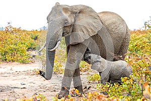 Elephant mother and baby on a nature in South Africa