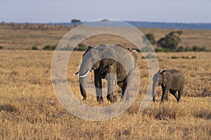 Elephant Mother and Baby seen at Masai Mara, Kenya