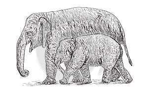 Elephant mother and baby walking beside, asia species sketch