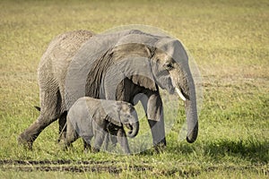 Elephant mother and baby walking in grass plains of Masai Mara in Kenya