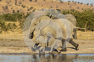 Elephant mother and baby walking near the edge of water in afternoon sunshine in Savuti in Botswana