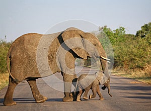 Elephant mother and calf