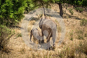 Elephant mother with calf from the back in Tarangire National Park safari, Tanzania