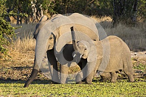 Elephant mother and calf drinking