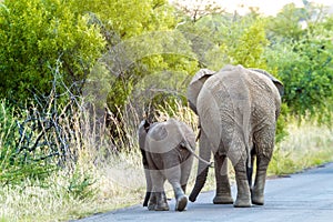 Elephant Mother & Calf, Pilanesburg National Park nr Johannesburg South Africa
