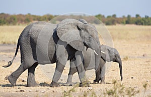 Elephant mother and calf walking while bonding