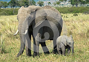Elephant mother with calf walking on the plains of the Masai Mara National Park in Kenya
