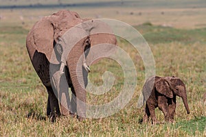 elephant mother and her baby