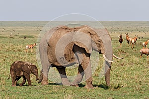 elephant mother and her baby