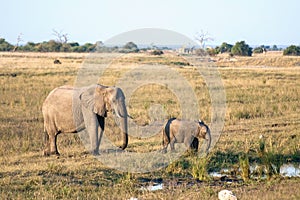 An elephant mother and her baby in Botswana photo