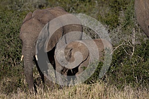 Elephant mother and her calf in African bush