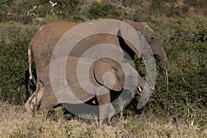 Elephant mother and her calf in African bush