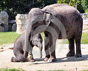 Elephant mother and her calf in Zoo. Cute baby elephant with mother.