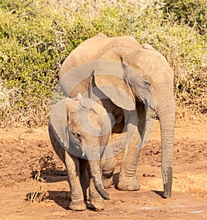 Elephant mother with young after drinking water.